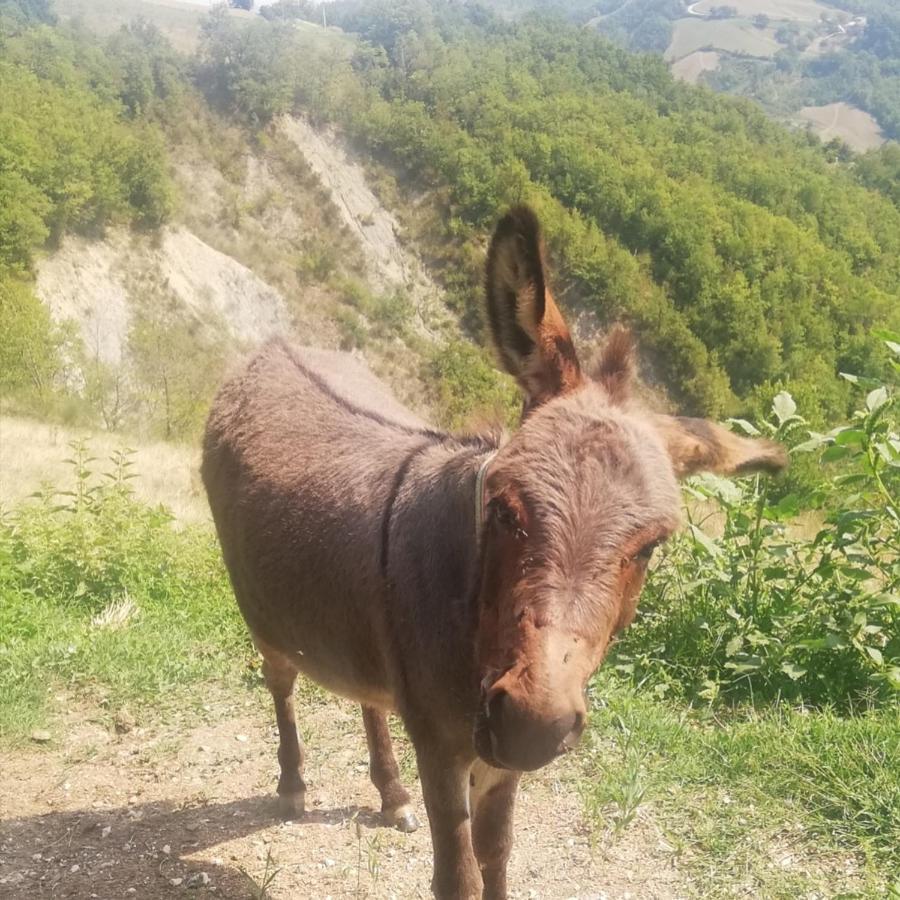 B&B Le Ginestre Castelli Kültér fotó