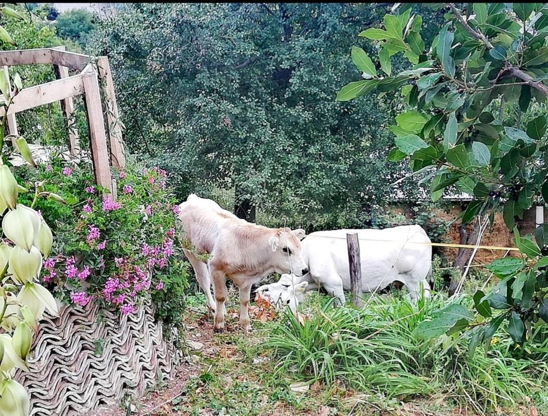 B&B Le Ginestre Castelli Kültér fotó