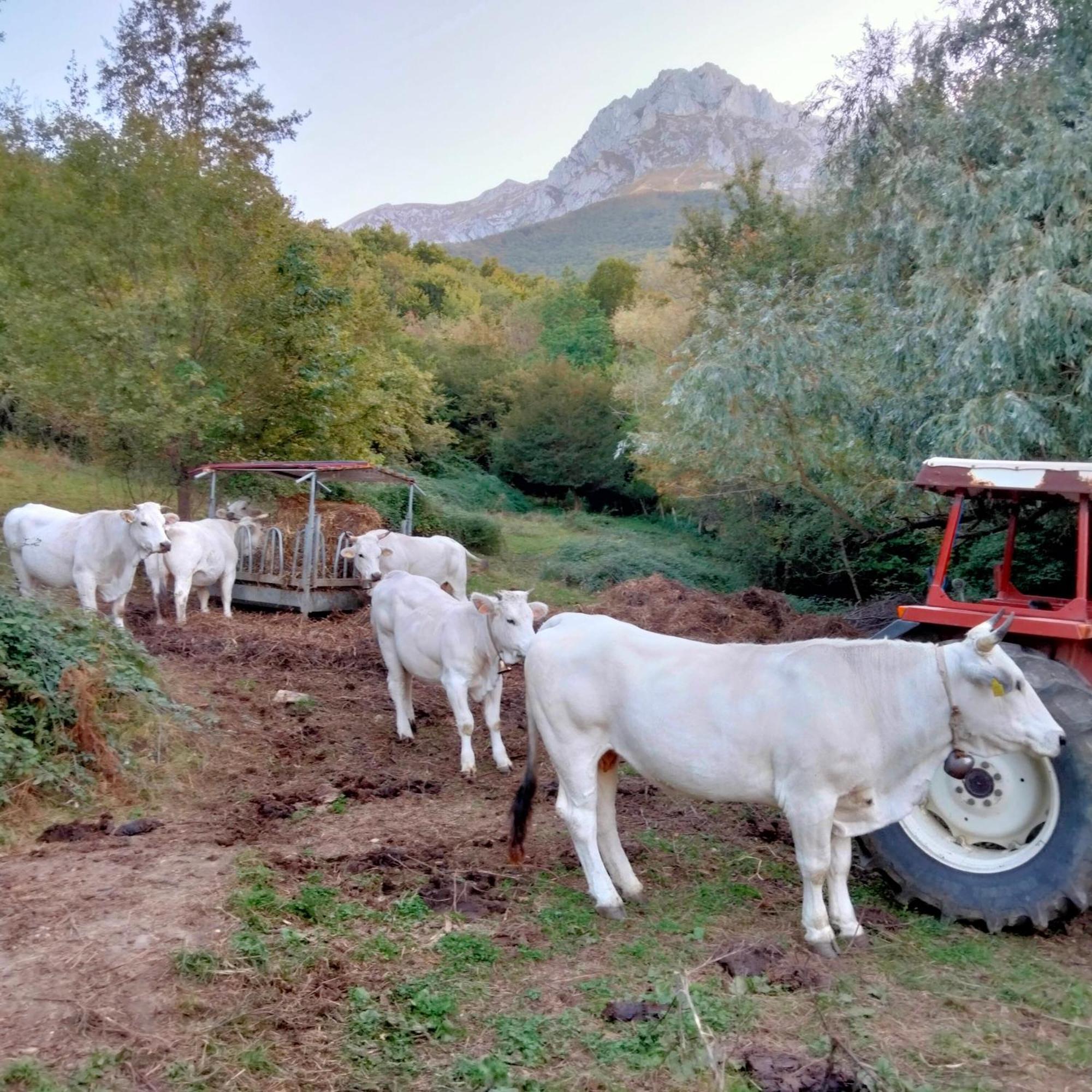 B&B Le Ginestre Castelli Kültér fotó